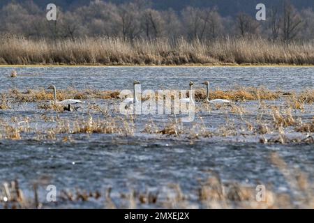 Criewen, Germania. 03rd Feb, 2023. I cigni Whooper nuotano nel Parco Nazionale della Lower Oder Valley sul polder Criewen e nei prati allagati. I cigni Whooper trascorrono l'inverno nella bassa valle dell'Oder e tornano a visitare gli stati baltici e la Scandinavia dalla fine di febbraio. Questo fine settimana si svolgeranno qui i giorni dei cigni di Whooper, con eventi e visite guidate. Credit: Jens Kalaene/dpa/ZB/dpa/Alamy Live News Foto Stock