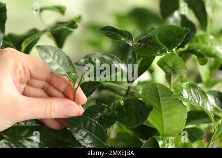 Contadino che raccoglie foglie di tè verde, vista primo piano Foto Stock