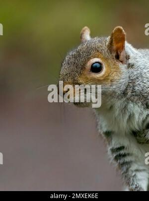 Primo piano di uno scoiattolo grigio carino, (Sciurus carolinensis), seduto attento e guardando avanti Foto Stock