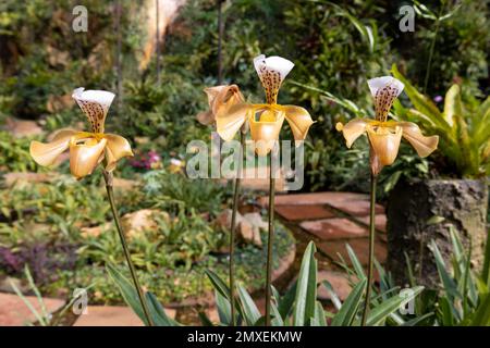 Orchidea di Ward's paphiopedilum di colore arancione e bianco Foto Stock