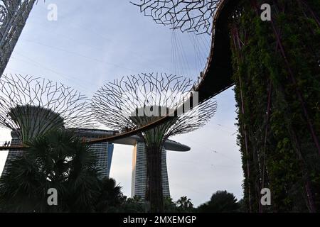 Primo piano di Supertree Grove, struttura ad albero che svolge una moltitudine di funzioni, tra cui la piantatura e l'ombreggiatura all'interno di Gardens by the Bay, Sin Foto Stock