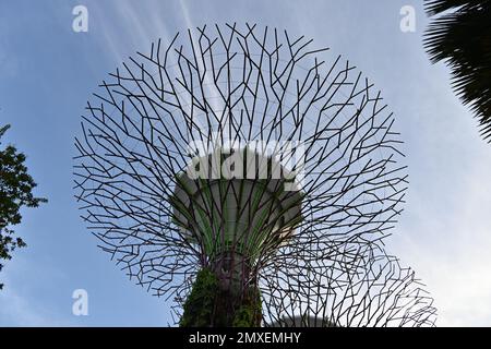Primo piano di Supertree Grove, struttura ad albero che svolge una moltitudine di funzioni, tra cui la piantatura e l'ombreggiatura all'interno di Gardens by the Bay, Sin Foto Stock