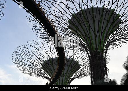 Primo piano di Supertree Grove, struttura ad albero che svolge una moltitudine di funzioni, tra cui la piantatura e l'ombreggiatura all'interno di Gardens by the Bay, Sin Foto Stock