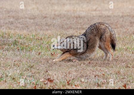 Un coyote si estende in una prateria aperta. Le zampe anteriori sono abbassate, la sua estremità posteriore in alto, come se si trattasse di una posizione di yoga cane verso il basso. Foto Stock