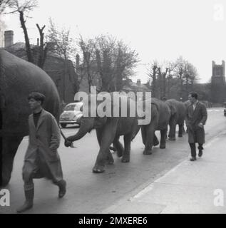 1955, addestratori storici di animali che guidano una linea di elefanti su una strada come il circo viene in città, il Bertam Mills Circus, Cambridge, Inghilterra, Regno Unito. Iniziato da Bertram W, Mills nel 1921 con una produzione all'Olympia di Londra, lo spettacolo del circo di Mill è stato un intrattenimento di qualità che attrae il grande e il buono, con la partecipazione di personaggi famosi del giorno, molti dei quali membri della famiglia reale britannica. Bertram W, morì nel 1938 ma i suoi due figli, Cirillo e Bernardo, subirono le loro prestazioni e continuarono fino al 1967, quando l'aumento dei costi ne obbligò la chiusura. Foto Stock