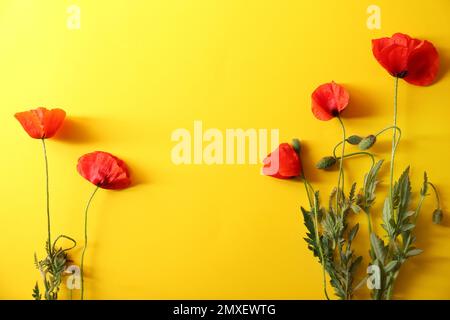 Bellissimi fiori di papavero rosso su sfondo giallo, piatto Foto Stock