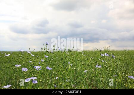 Vista pittoresca del bellissimo campo di lino fiorito Foto Stock