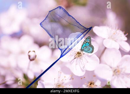 Rete luminosa e bella farfalla su albero di ciliegio fiorito all'aperto Foto Stock