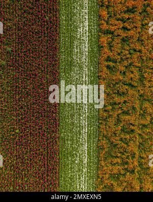 Una vista dei campi agricoli con fiori dall'aria Foto Stock