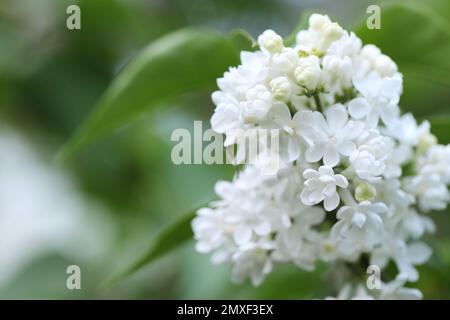 Bellissimi fiori di lilla bianca su sfondo sfocato, primo piano. Spazio per il testo Foto Stock