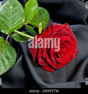 rosa rossa su seta nera Foto Stock