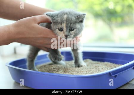 Donna che mette il suo cucciolo Shorthair britannico carino in scatola di cucciolata a casa, primo piano Foto Stock