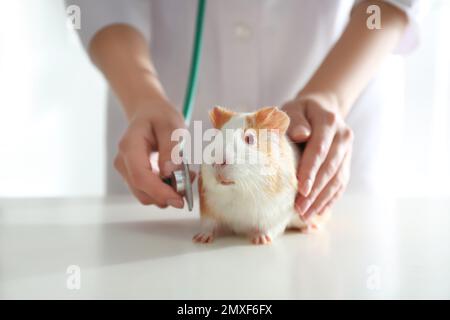 Veterinario femminile che esamina porcellino d'India in clinica, primo piano Foto Stock