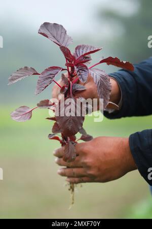 Mano che tiene amaranto rosso appena raccolto Foto Stock