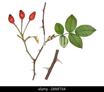 Aspro Downy-rosa - Rosa tomentosa Foto Stock