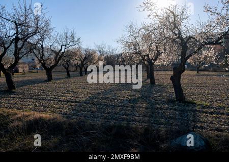 Campi a Matarranya. Una regione della provincia di Teruel, Spagna Foto Stock