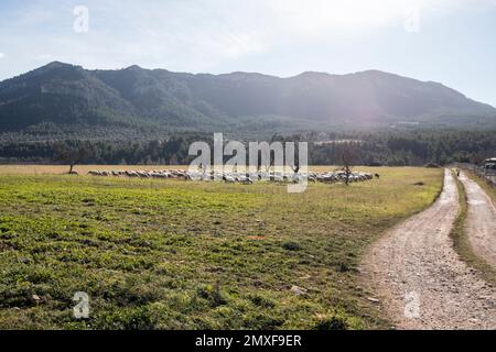 Campi a Matarranya. Una regione della provincia di Teruel, Spagna Foto Stock