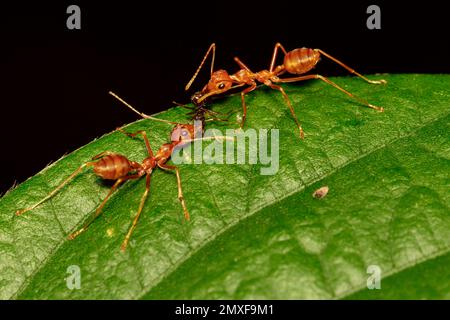 Immagine della formica rossa (Oecophylla smaragnina) sulla foglia verde. Insetto. Animale Foto Stock