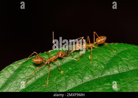 Immagine della formica rossa (Oecophylla smaragnina) sulla foglia verde. Insetto. Animale Foto Stock