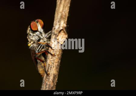 Immagine di Robber fly (Ailidae) su un ramo di albero. Insetto. Animale. Foto Stock