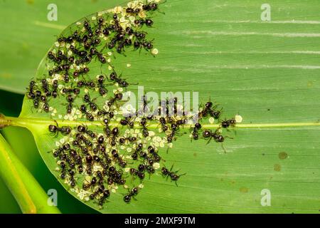 Immagine di una formica nera che mangia afidi sulle foglie verdi. Insetto. Animale. Foto Stock