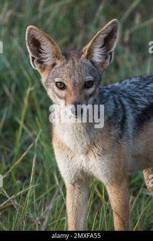 Jackal nero (Canis mesomelas), Masai Mara National Reserve, Kenya Foto Stock