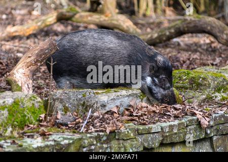 Visayan Warty Pig (Sus cebifrons) allo zoo di Marwell, Hampshire, Regno Unito Foto Stock