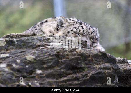 Snow Leopard (Panthera uncia) al Marwell Zoo, Hampshire, Regno Unito Foto Stock