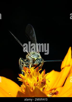 Immagine di Beewolf o Beewolves (Philanthus) su fiore giallo su sfondo naturale. Sono cacciatori di api o vespe di ape-killer., insetto. Animale. Foto Stock