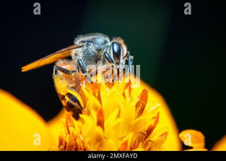 Immagine di ape piccola o di ape nana (Apis florea) su fiore giallo raccoglie nettare su uno sfondo naturale. Insetto. Animale. Foto Stock