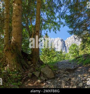 Le pareti nord dei monti Karwendel - le pareti di Grubenkar spitze dalla foresta. Foto Stock