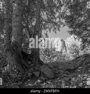 Le pareti nord dei monti Karwendel - le pareti di Grubenkar spitze dalla foresta. Foto Stock