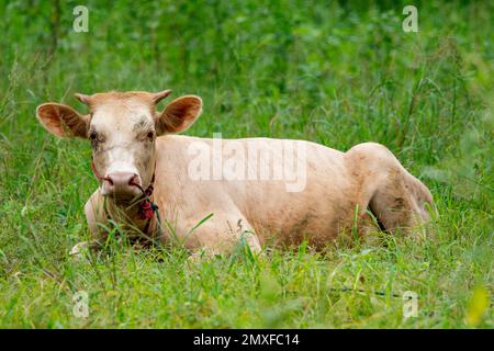 Immagine di mucca rilassarsi sul prato verde. Animale di fattoria. Foto Stock