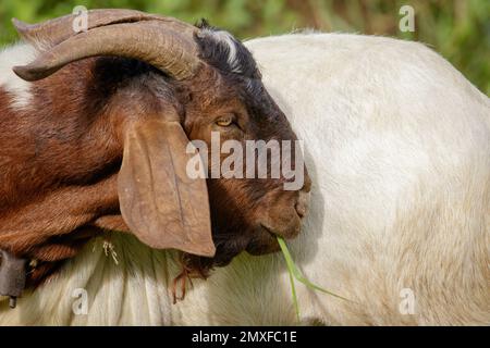 L'immagine della capra sta masticando l'erba sul prato verde. Animale di fattoria. Foto Stock