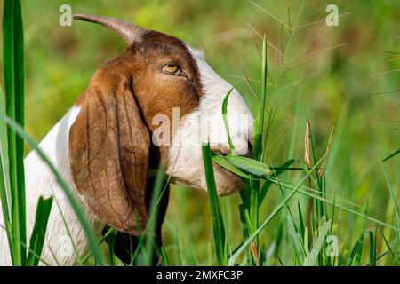 L'immagine della capra sta masticando l'erba sul prato verde. Animale di fattoria. Foto Stock
