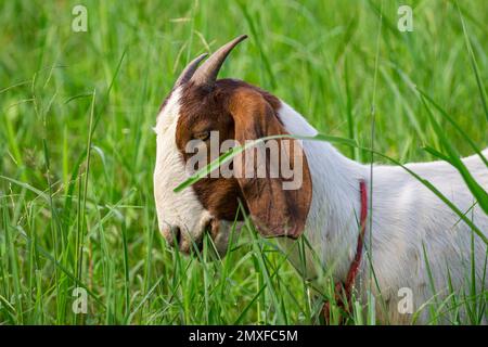 L'immagine della capra sta masticando l'erba sul prato verde. Animale di fattoria. Foto Stock
