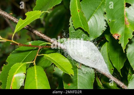 Il Cocoon della Cecropia Moth - Cecropia Hyalophora Foto Stock