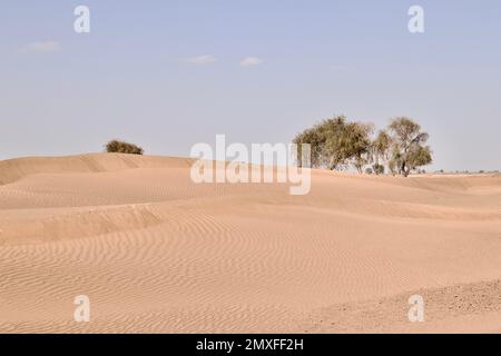 La sabbia con gli alberi nel deserto secco in una giornata di sole contro un cielo blu Foto Stock