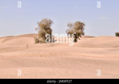 La sabbia con gli alberi nel deserto secco in una giornata di sole contro un cielo blu Foto Stock