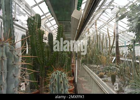 Collezione di cactus all'interno di una serra con un sentiero nel mezzo. Foto Stock