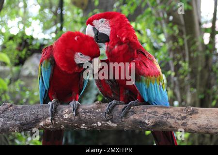 macaws rosso-e-verde in uno zoo a singapore Foto Stock