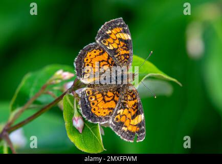 Una bella farfalla Pearl Crescent catturata mentre si mangia su un bosco di northwoods con fiori selvatici. Foto Stock