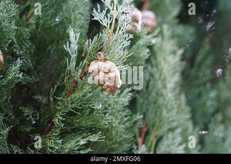 Thuja albero e ramoscelli con alcuni coni da vicino. Ritaglio di un albero sfocato sullo sfondo. C'è un sacco di spazio di copia disponibile. Foto Stock