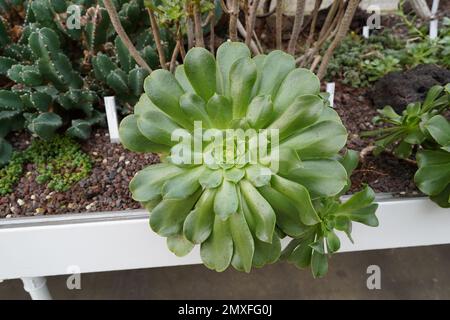 Pianta succulenta in latino chiamata Aeonium canariense, varietà virgineum. Foto Stock