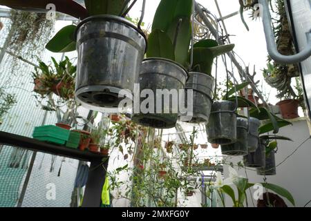 Coltivazione di orchidee in vasi di plastica trasparente che sono appesi in una serra. La foto viene scattata con la vista ad angolo basso. Foto Stock