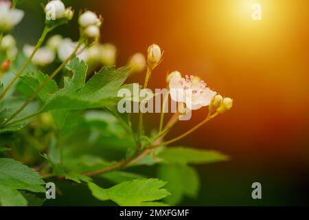 Crataegus sanguinea rosso biancospino fiori bianchi e frutti rossi sui rami. Fioritura biancospino siberiano utilizzato nella medicina popolare per trattare le malattie cardiache Foto Stock