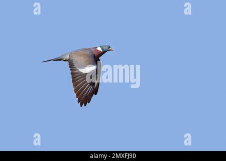 Comune piccione di legno (Columba palumbus) in volo contro il cielo blu Foto Stock