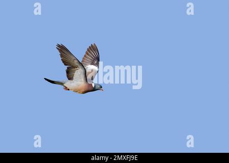 Comune piccione di legno (Columba palumbus) in volo contro il cielo blu Foto Stock