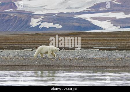 Orso polare (Ursus maritimus) indossando colletto radio / GPS tracker, foraging sulla spiaggia di ghiaia lungo la costa Svalbard in estate, Spitsbergen, Norvegia Foto Stock