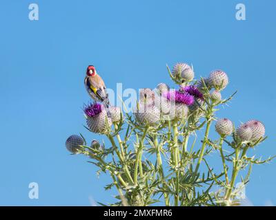 Un Goldfinch europeo seduto su un cardo, cielo blu, giorno di sole in estate, nel nord della Francia Foto Stock